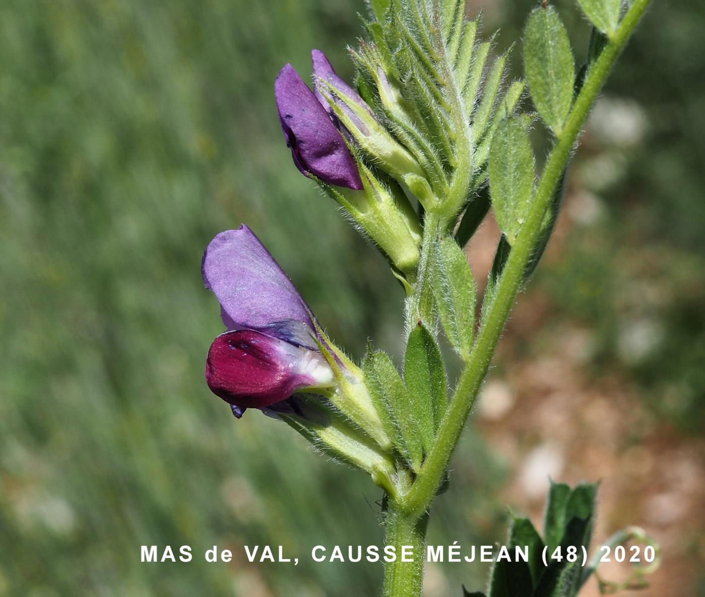 Vetch, Common flower